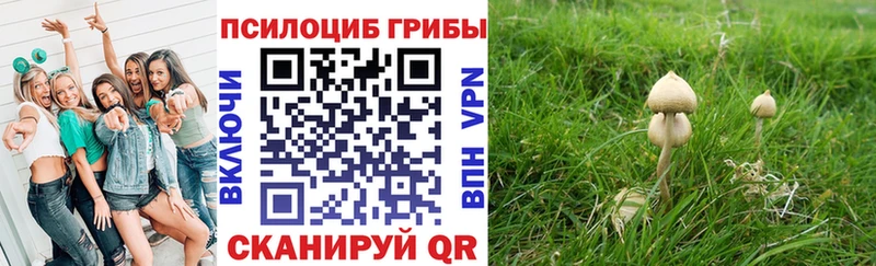 блэк спрут как войти  Дигора  Галлюциногенные грибы мицелий 